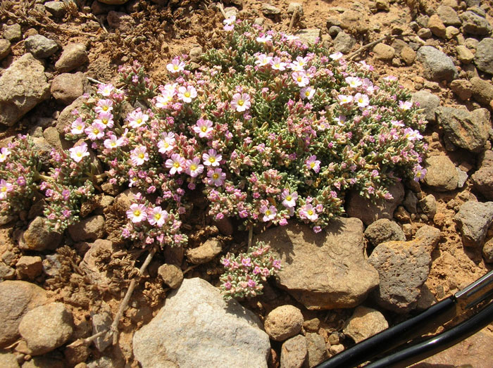 Flora usticense 2 -  Frankenia cfr.hirsuta